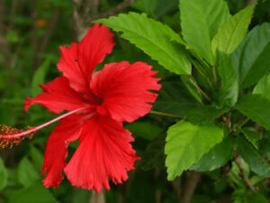 Nattu Hibiscus Flower Plant