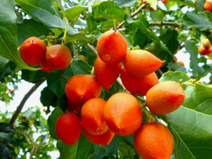 Peanut butter fruit