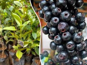 Lipote Fruit Plant