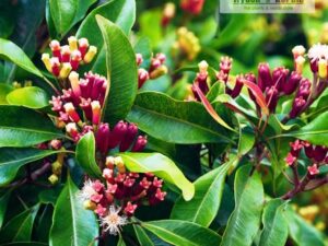 Clove plant