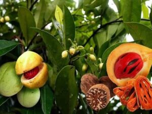 Jathikai [nut mug ]plant