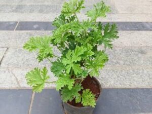 Panner leaf