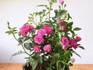 Button Rose Pink 8 inch pot