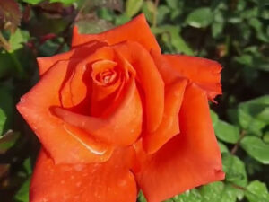 HT Fanta Orange Rose