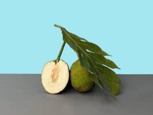 Bread fruit [kari pala]