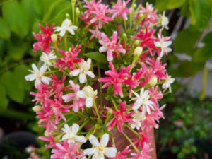 Rangoon malli flowers