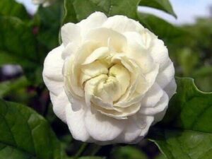 Rose malli