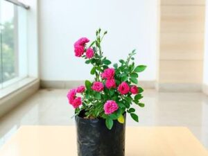Pink button rose