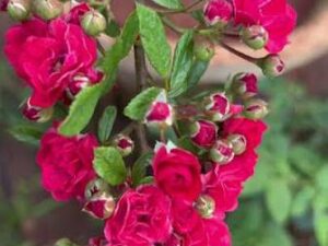 Red orchid rose