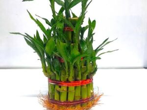 lucky bamboo 2 layer
