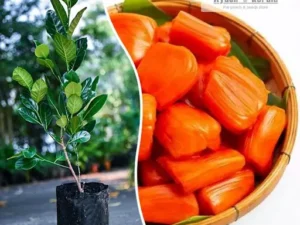 Sidhu Red Jack Fruit