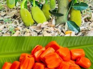 Dang surya jackfruit 3-4 feet (Parcel service only)