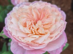 Da -29 Rose 8 inch Pot Collection