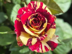 Black Tiger Rose 8 inch Pot Collection