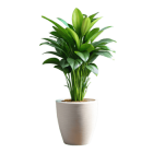 modern-indoor-plant-png