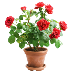 potted-red-rose-plant-free-png